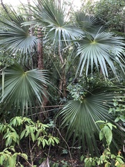 Coccothrinax alta