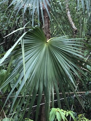 Coccothrinax alta
