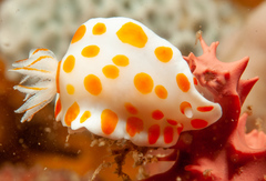 Goniobranchus tasmaniensis