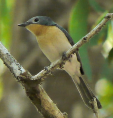 Myiagra ruficollis