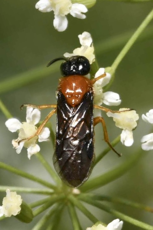Sterictiphora