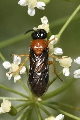 Sterictiphora angelicae
