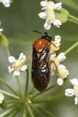 Sterictiphora angelicae