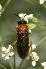 Sterictiphora angelicae