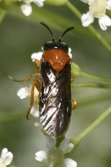 Sterictiphora angelicae