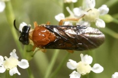 Sterictiphora angelicae