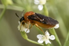 Sterictiphora angelicae