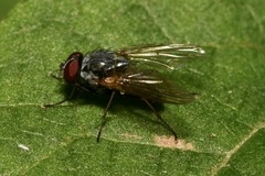 Emmesomyia
