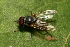 Emmesomyia