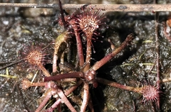 Drosera intermedia