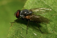 Emmesomyia