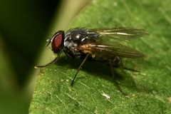 Emmesomyia