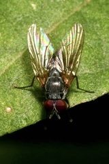 Emmesomyia