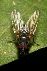 Emmesomyia