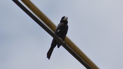 Sporophila crassirostris