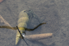 Clibanarius longitarsus