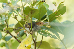 Orthotomus ruficeps cineraceus