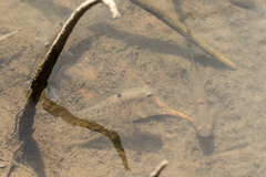 Stigmatogobius sadanundio