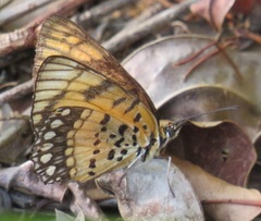 Byblia anvatara acheloia