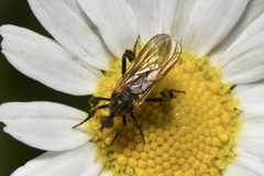 Empis pennipes
