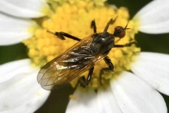 Empis pennipes