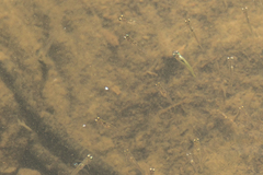 Gobiopterus chuno