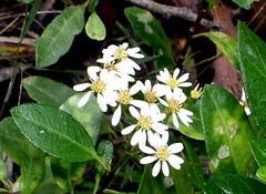 Olearia elliptica