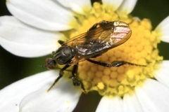 Empis pennipes