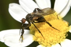 Empis pennipes