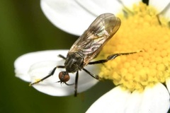 Empis pennipes