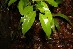 Cryptocarya glaucescens