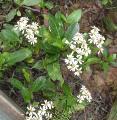 Olearia elliptica