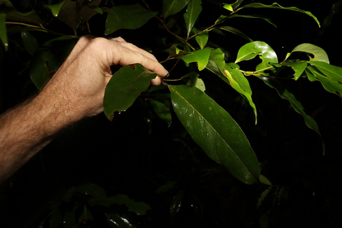 Image of Cryptocarya glaucescens by (c) Greg Tasney, some rights reserved (CC BY-SA)