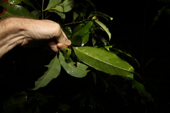 Cryptocarya glaucescens