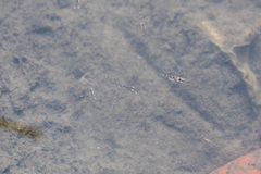 Gobiopterus chuno
