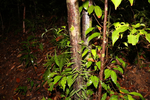 Image of Cryptocarya glaucescens by (c) Greg Tasney, some rights reserved (CC BY-SA)
