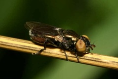 Riponnensia splendens