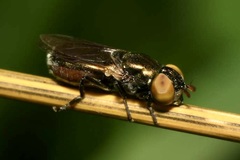Riponnensia splendens