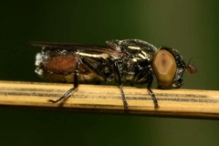 Riponnensia splendens