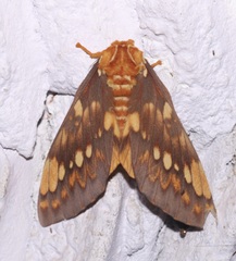 Citheronia