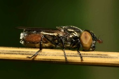 Riponnensia splendens