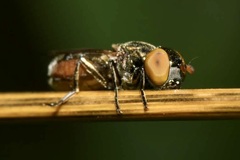 Riponnensia splendens