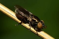 Riponnensia splendens