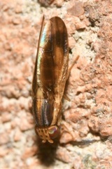Peplomyza