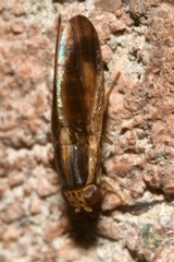 Peplomyza