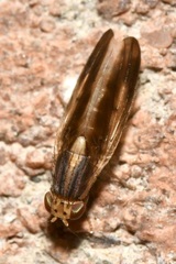 Peplomyza
