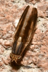 Peplomyza