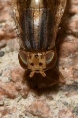 Peplomyza