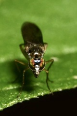 Rhaphium