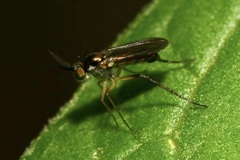 Rhaphium